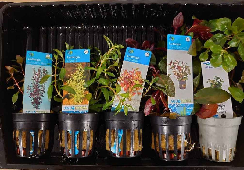 Ludwigia Aquariumplanten Mix