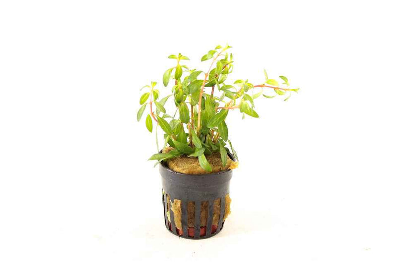 Ludwigia Arcuata