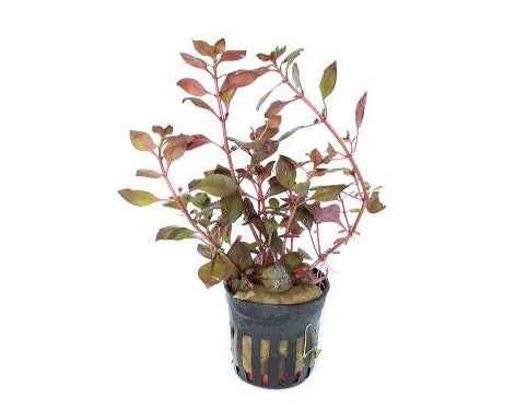 Ludwigia Repens Mini Super Red