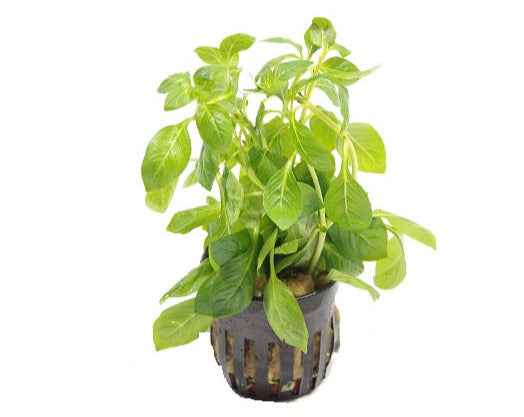 Ludwigia Palustris Green