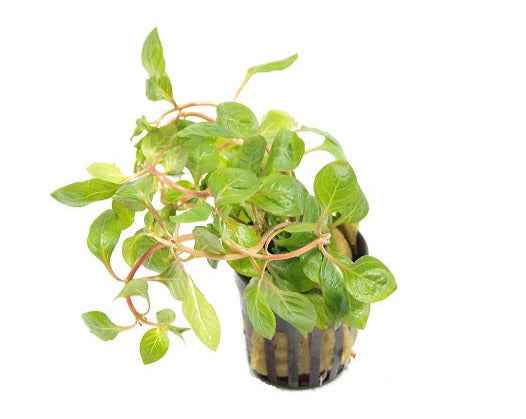 Ludwigia Palustris Red