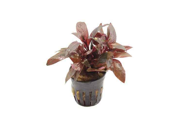 Ludwigia Perennis Red