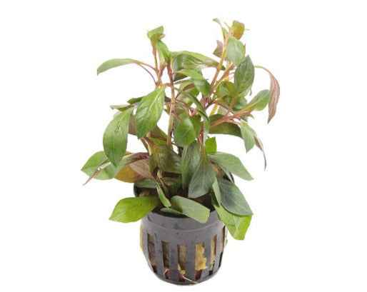 Ludwigia Repens Diamond Red