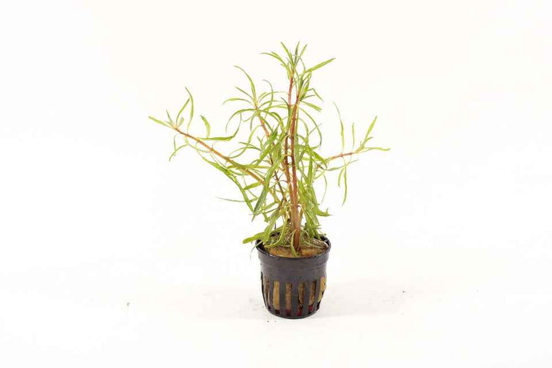 Ludwigia sp. White
