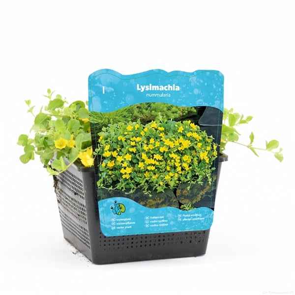 Lysimachia Nummularia 18x18