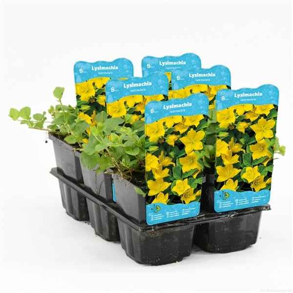 Lysimachia Nummularia 9x9