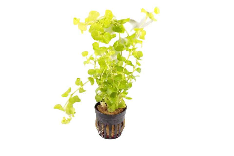 Lysimachia Nummularia Aurea