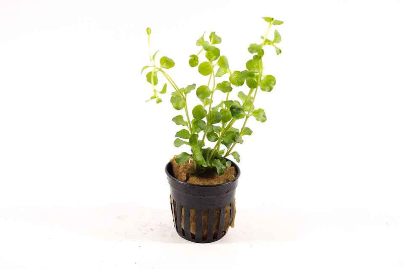 Lysimachia Nummularia