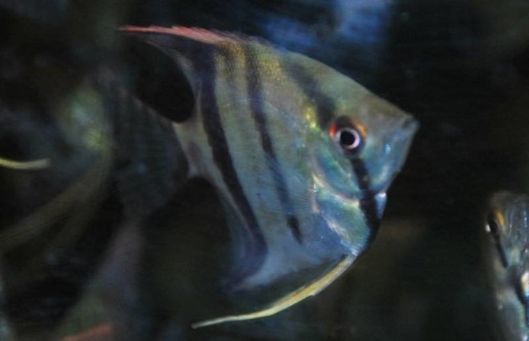 Maanvis Blank Aquariumvissen