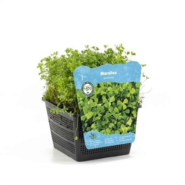 Marsilea Quadrifolia 18x18