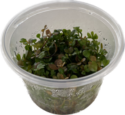 Marsilea Hirsuta - In Vitro