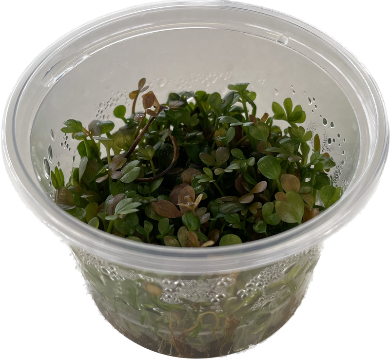 Marsilea Hirsuta - In Vitro