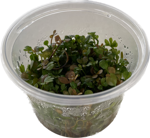 Marsilea Hirsuta - In Vitro