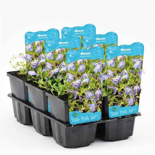 Mazus Reptans Blauw