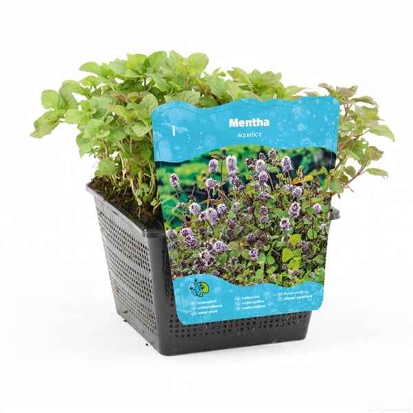 Mentha Aquatica 18x18