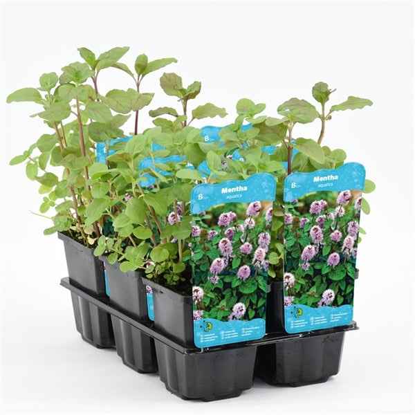 Mentha Aquatica 9x9