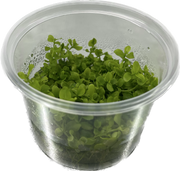 Micrantemum Monte Carlo - In Vitro