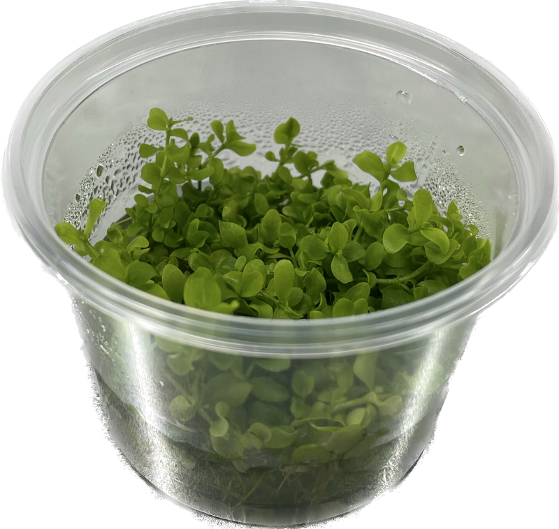 Micrantemum Monte Carlo - In Vitro