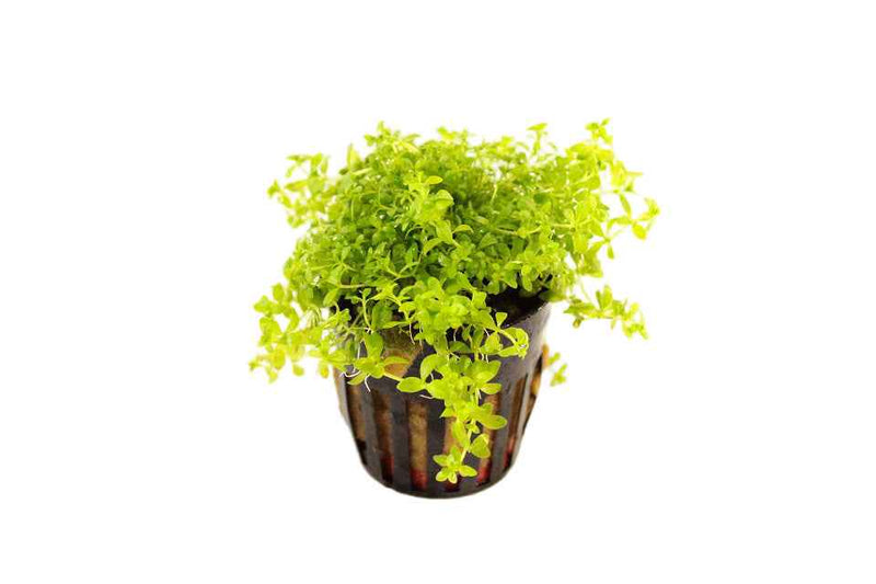 Micranthemum Micranthemoides