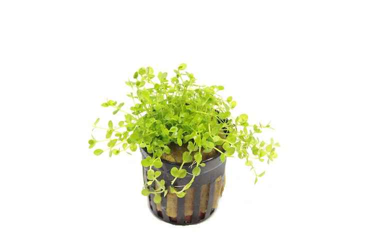 Micranthemum Monte Carlo