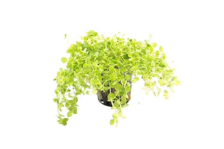 Micranthemum Umbrosum