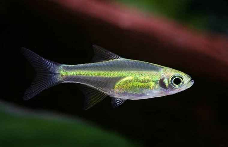 Groene Rasbora