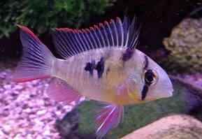 Microgeophagus Altispinosa