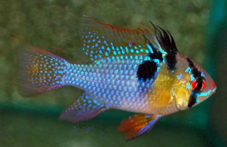 Mikrogeophagus Ramirezi