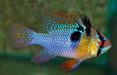 Mikrogeophagus Ramirezi Aquariumwinkel