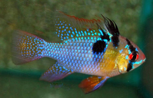 Mikrogeophagus Ramirezi Aquariumwinkel