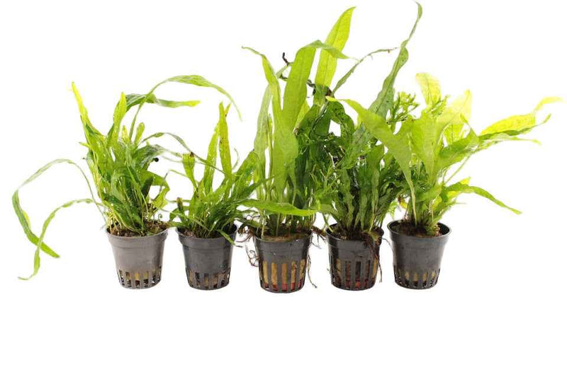 Microsorum Aquariumplanten Mix