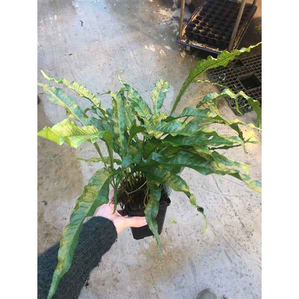 Microsorum Narrow Leaf XL