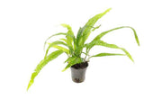 Microsorum Mix