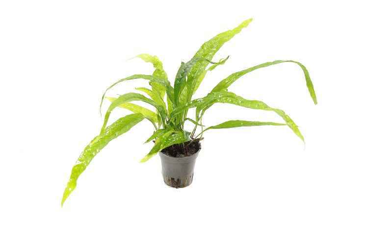 Microsorum Mix