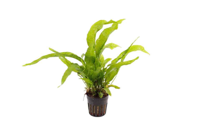 Microsorum Pteropus 'Latifolia'