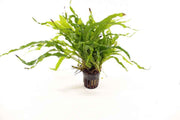 Microsorum Mix