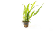 Microsorum Mix