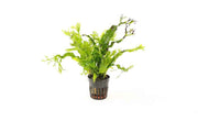 Microsorum Mix