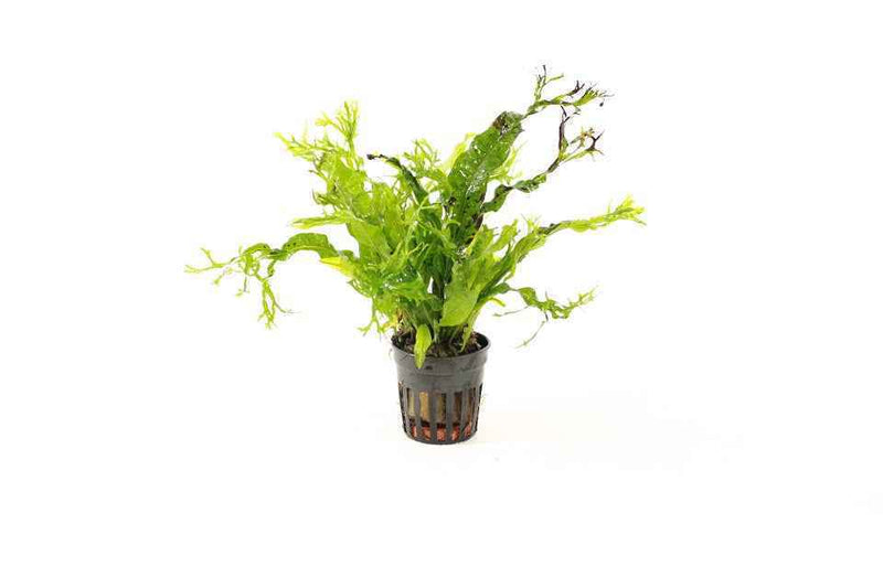 Microsorum Mix