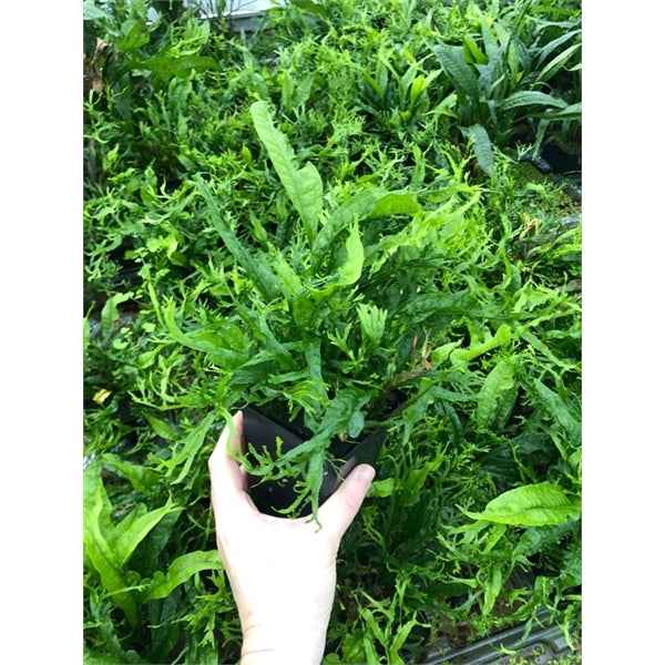 Microsorum Pteropus Specie XL