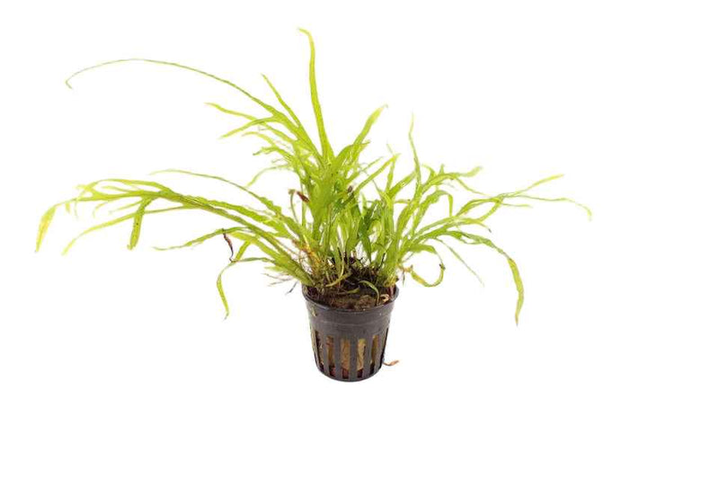 Microsorum Pteropus Trident