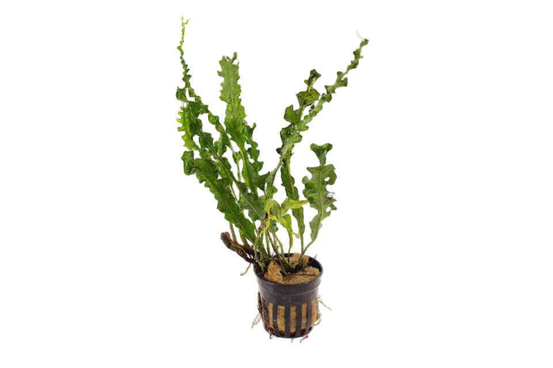Microsorum Pteropus Twisted Leaf