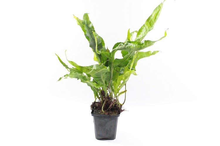 Microsorum Pteropus XL - Aquascape - Aquariumplanten