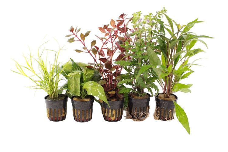 Middenzone Aquariumplanten Mix - Aquascape - Plantenmix