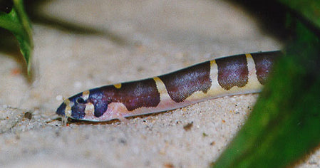 Modderkruiper Pangio Kuhlii Aquariumwinkel