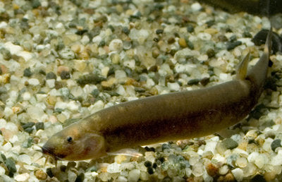 Pangio Oblonga Modderkruiper Aquariumwinkel