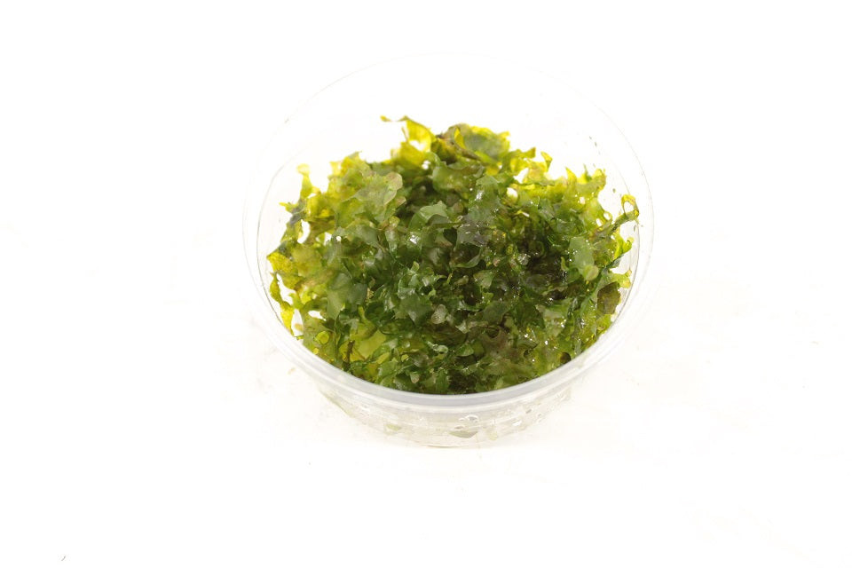 Monosolenium Pelia - Levermos - Aquascape - Aquariumplanten