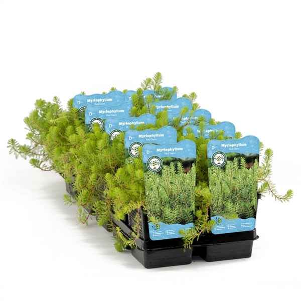 Myriophyllum Red Stem 11x11