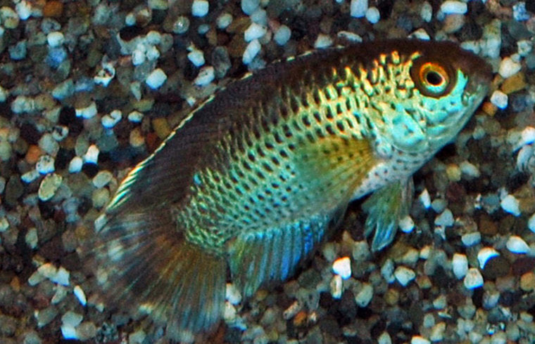 Nannacara Anomala - Dambordcichlide - Aquariumvissen