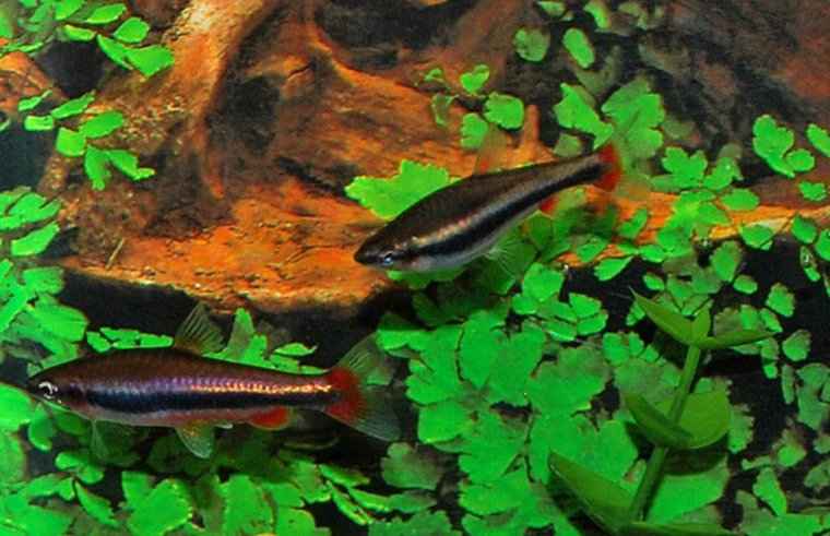 Potloodvisje Beckfordi - Nannostomus Beckfordi